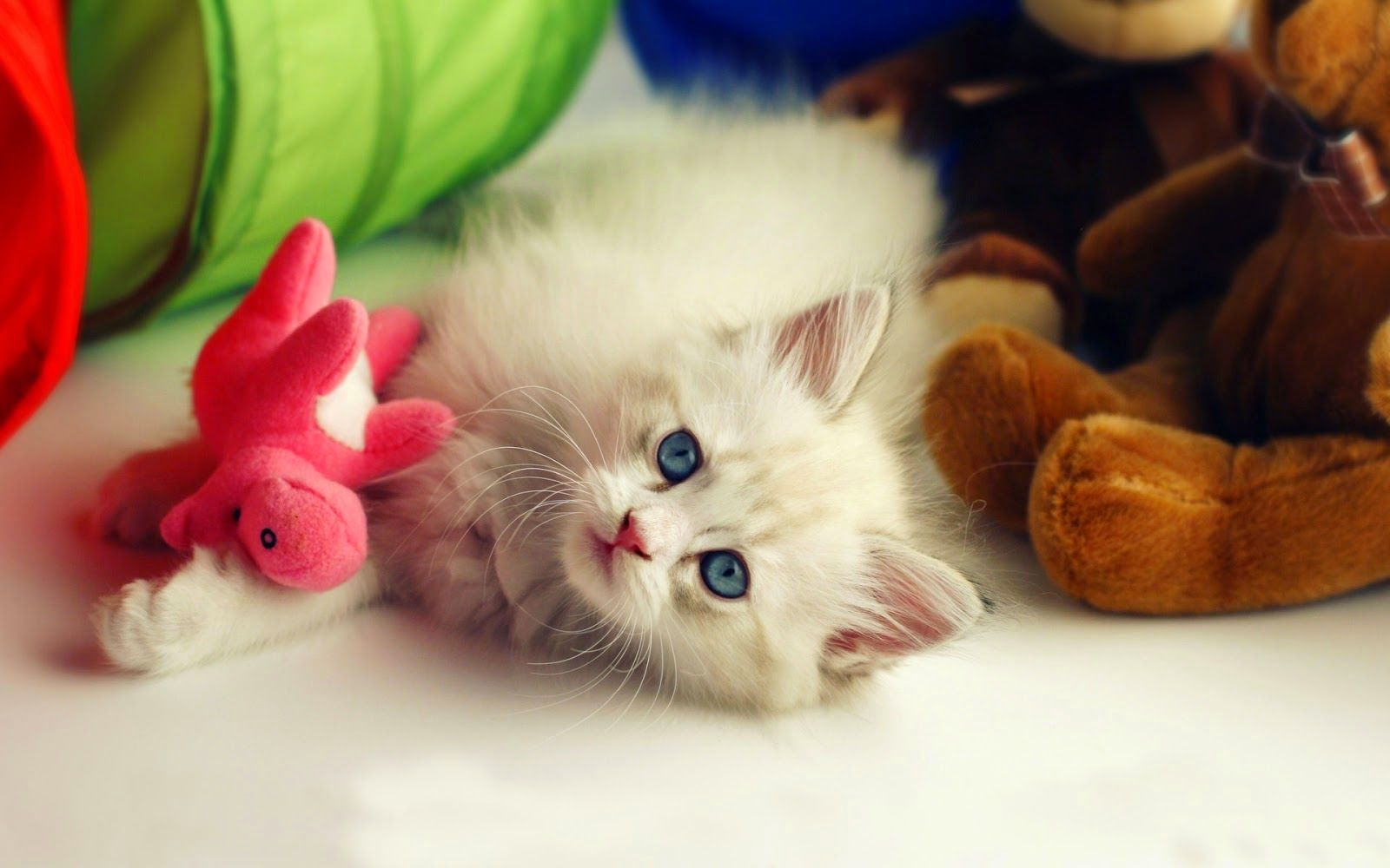 Gattino bianco con peluche, 1600x1000 HD Ready, PC