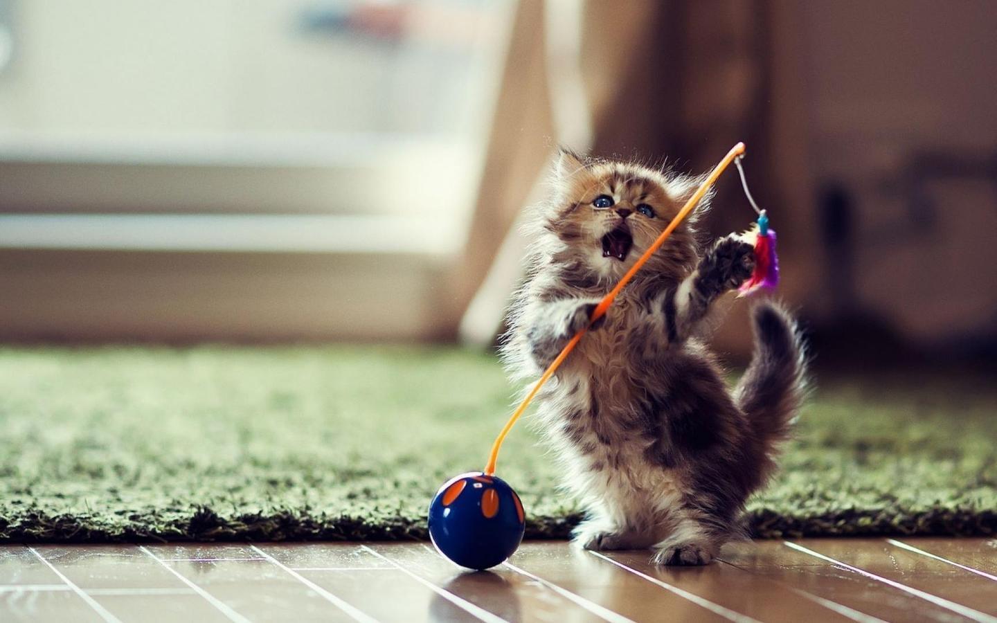 Gattino che gioca con giocattolo, 1440x900 720p, MacBook Air