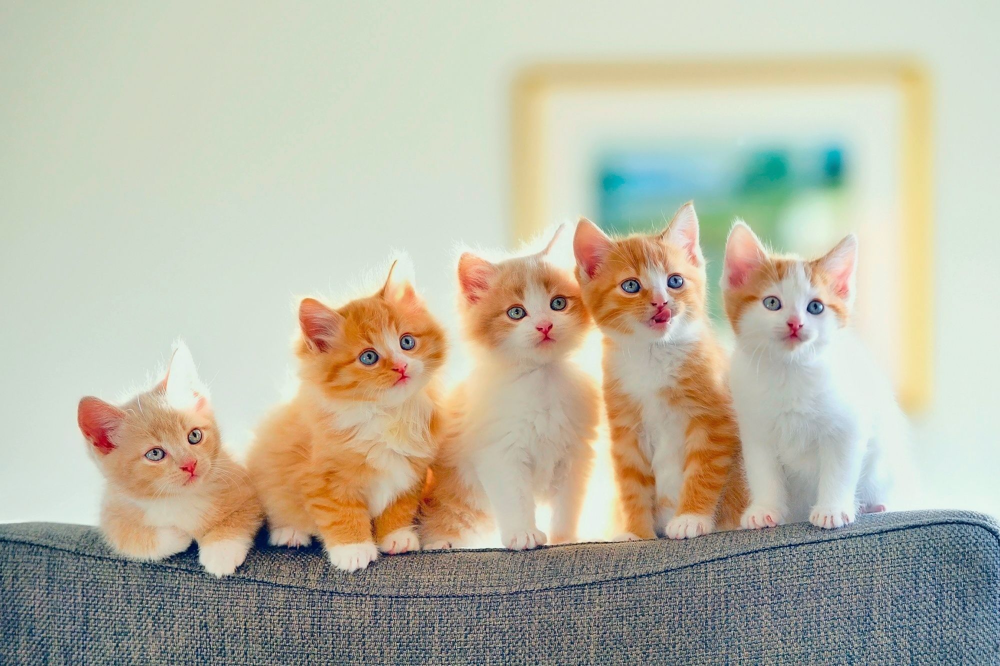 Cinque gattini rosso-bianco su divano, 2000x1333 alta risoluzione, Desktop