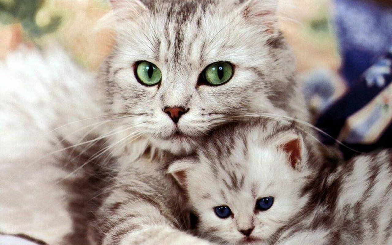 Gatta grigia con gattino, 1280x800 HD, Desktop
