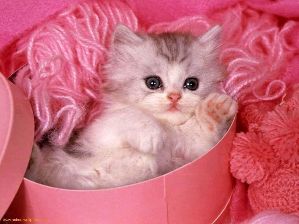 Gattino grigio in scatola rosa, 1024x768 HD, PC