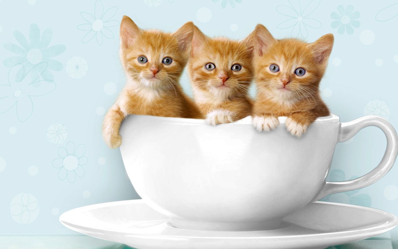 Tre gattini in tazza, 1280x800 HD, Desktop