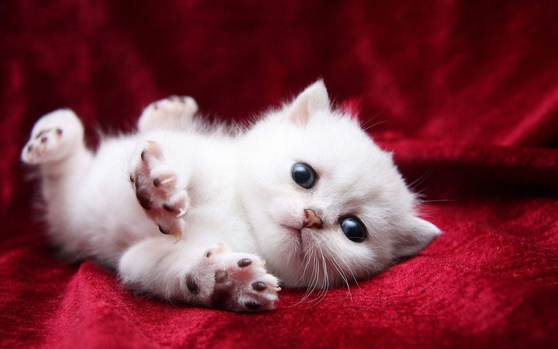 Gattino bianco su velluto rosso, 1920x1200 Full HD+, Laptop