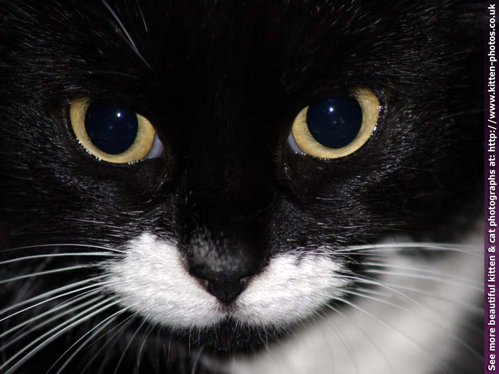 Gatto bianco e nero primo piano, 1024x768 HD, Desktop