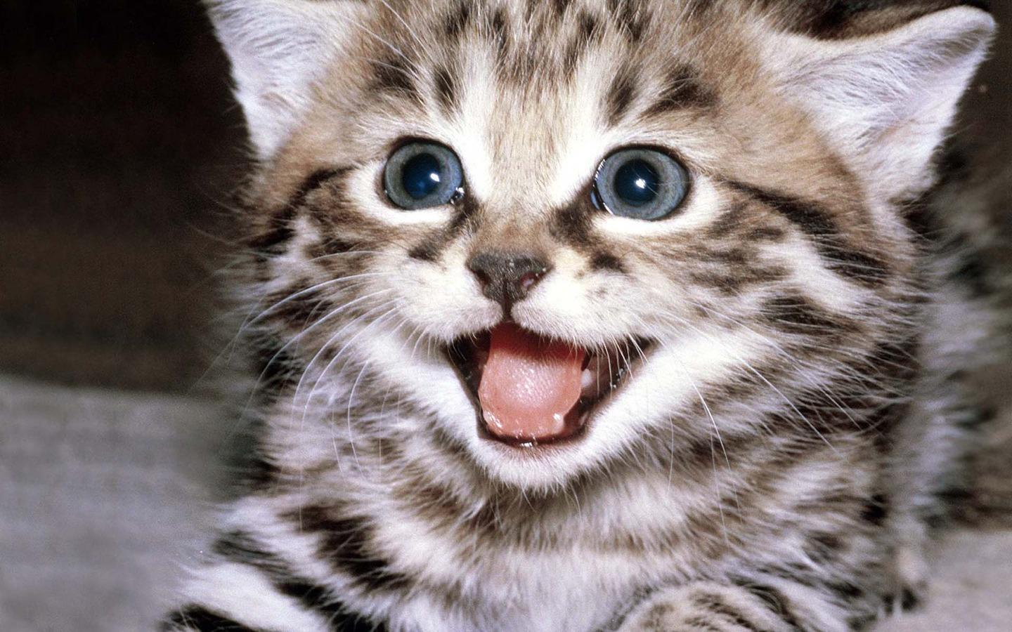 Gattino tigrato che miagola, 1440x900 720p, MacBook Air