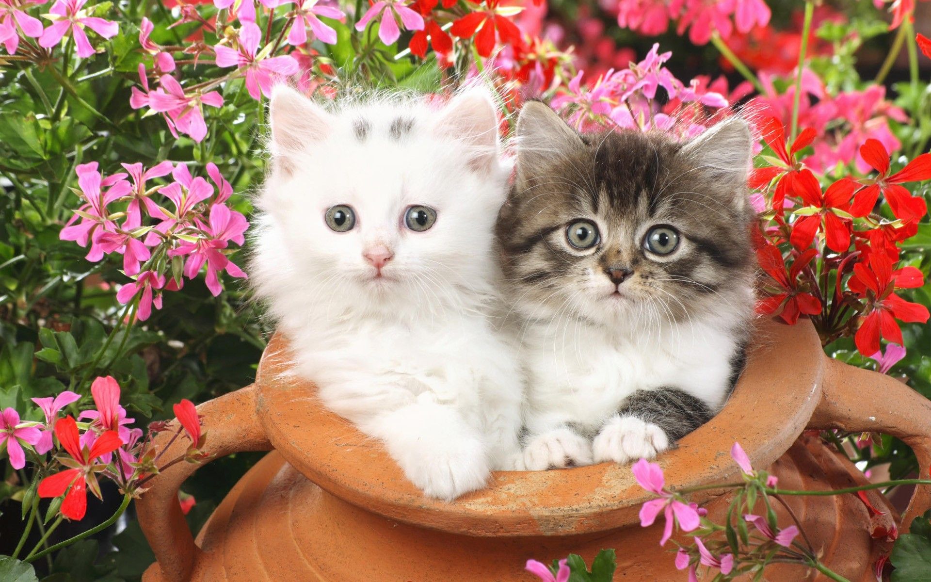 Gattini in vaso di terracotta, 1920x1200 Full HD+, PC