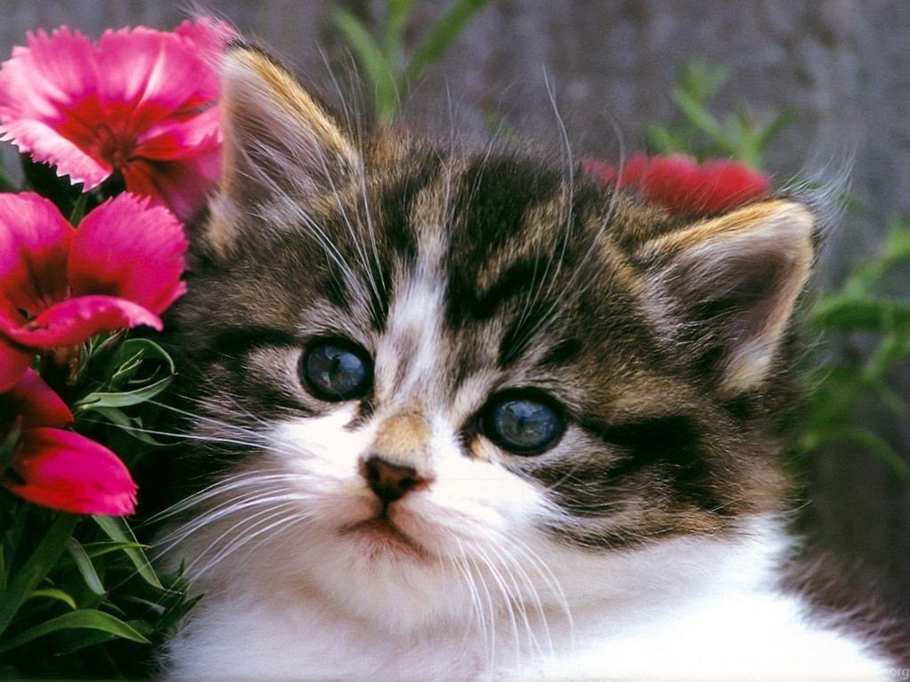 Gattino tra fiori rosa, 1024x768 HD, Desktop