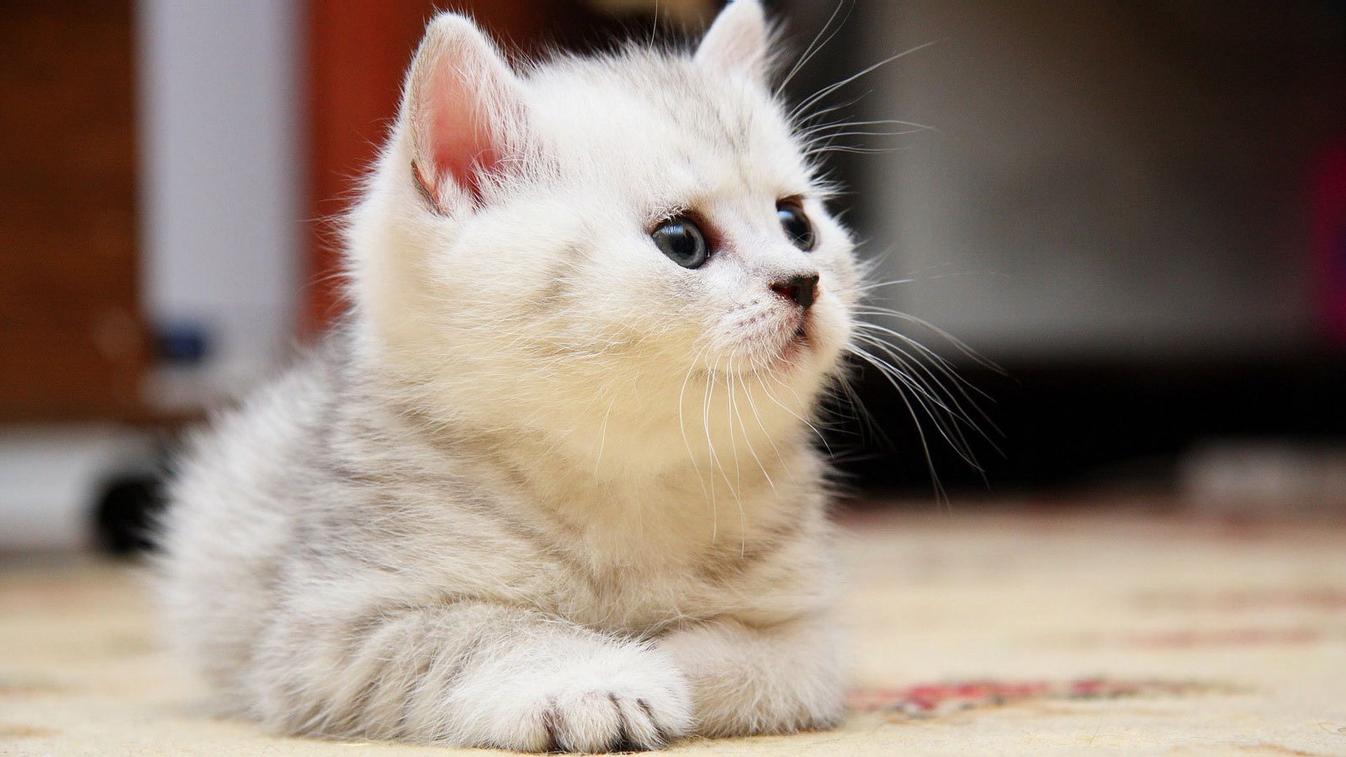 Gattino grigio bianco soffice, 1920x1080 1080p, PC Desktop