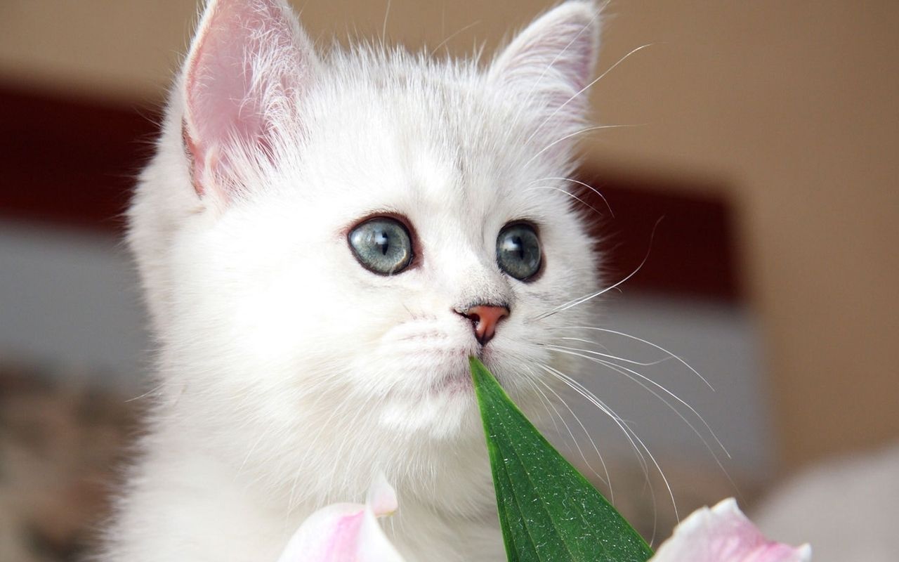 Gattino bianco con fiore, 1280x800 720p, Laptop