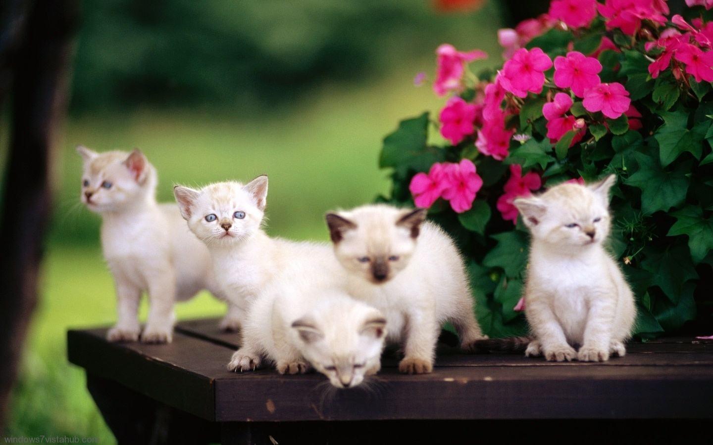 Gattini bianchi vicino fiori rosa, 1440x900 HD, Desktop