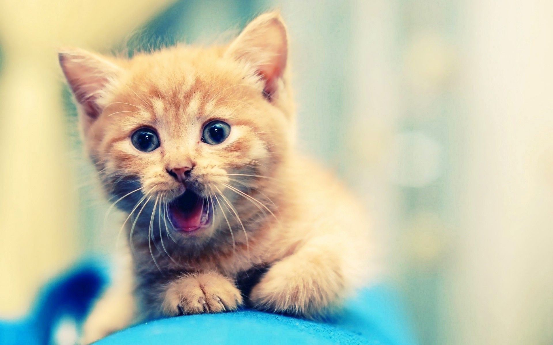 Gattino arancione sorpreso, 1920x1200 Full HD+ WUXGA, PC Desktop