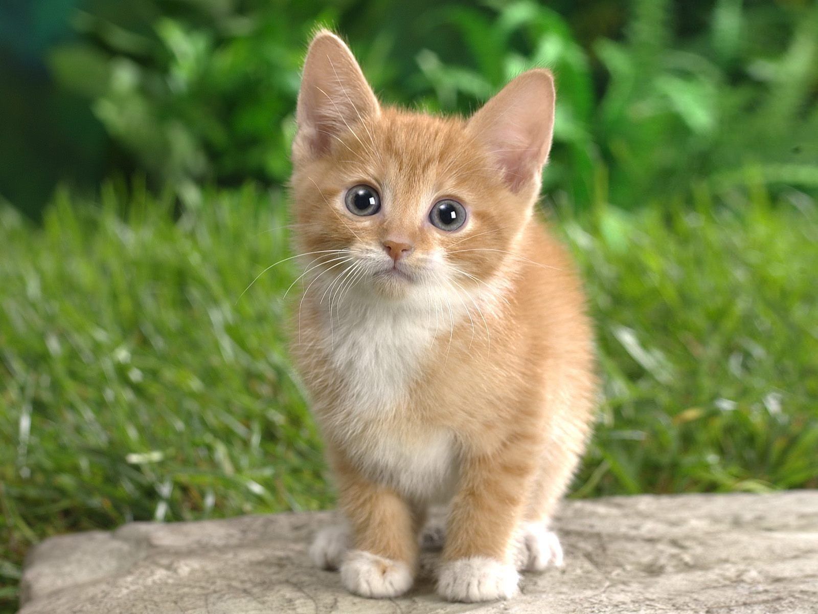 Gattino arancione su pietra, 1600x1200 900p, PC