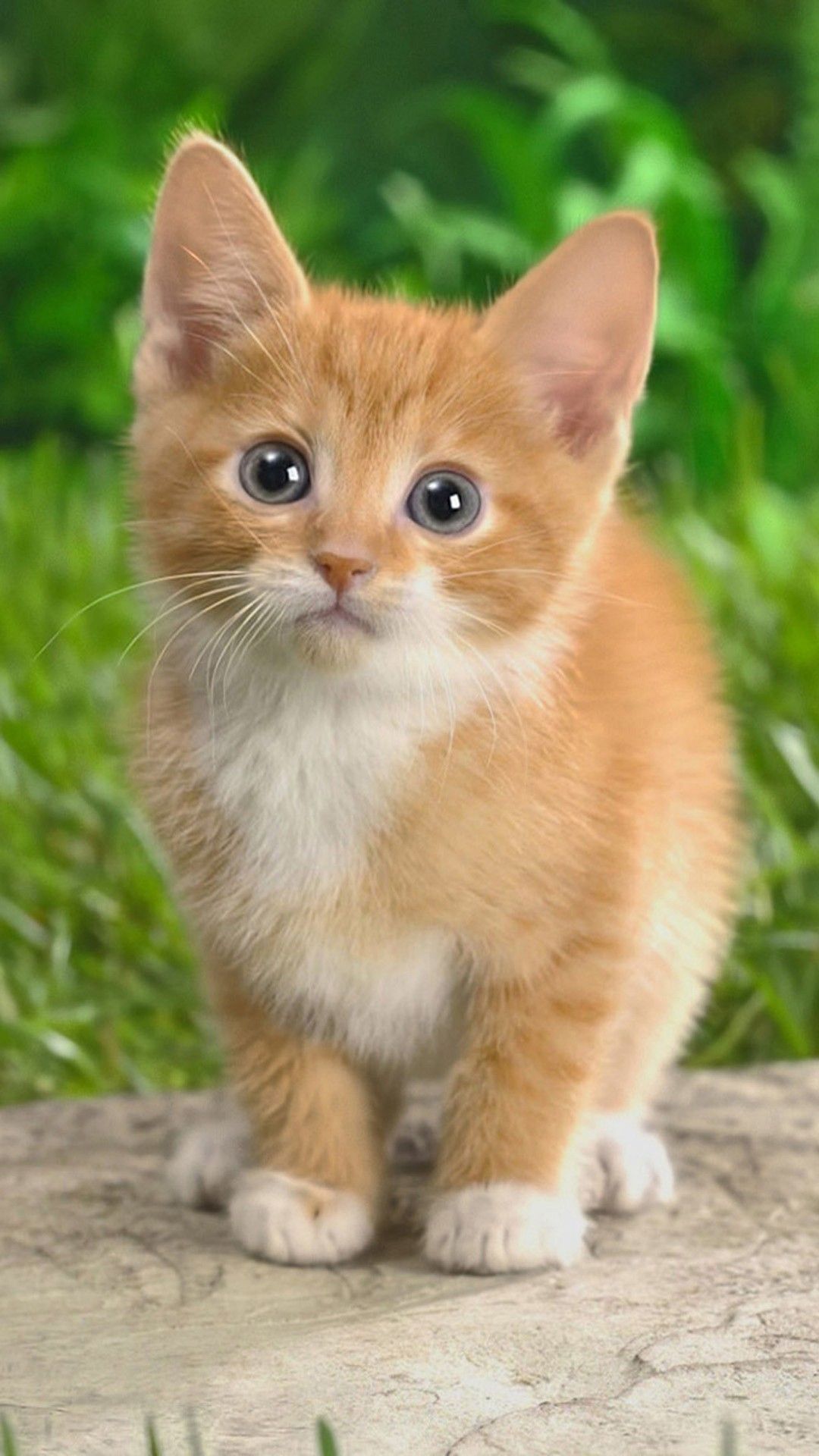 Gattino arancione su pietra, 1080x1920 Full HD Verticale, Samsung Galaxy