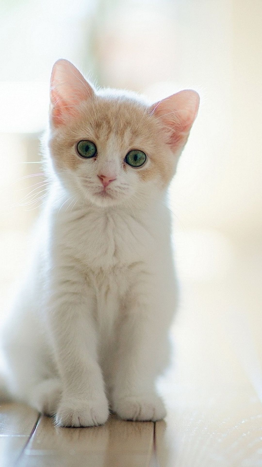 Gattino bianco e arancione, 1080x1920 Verticale, Telefono