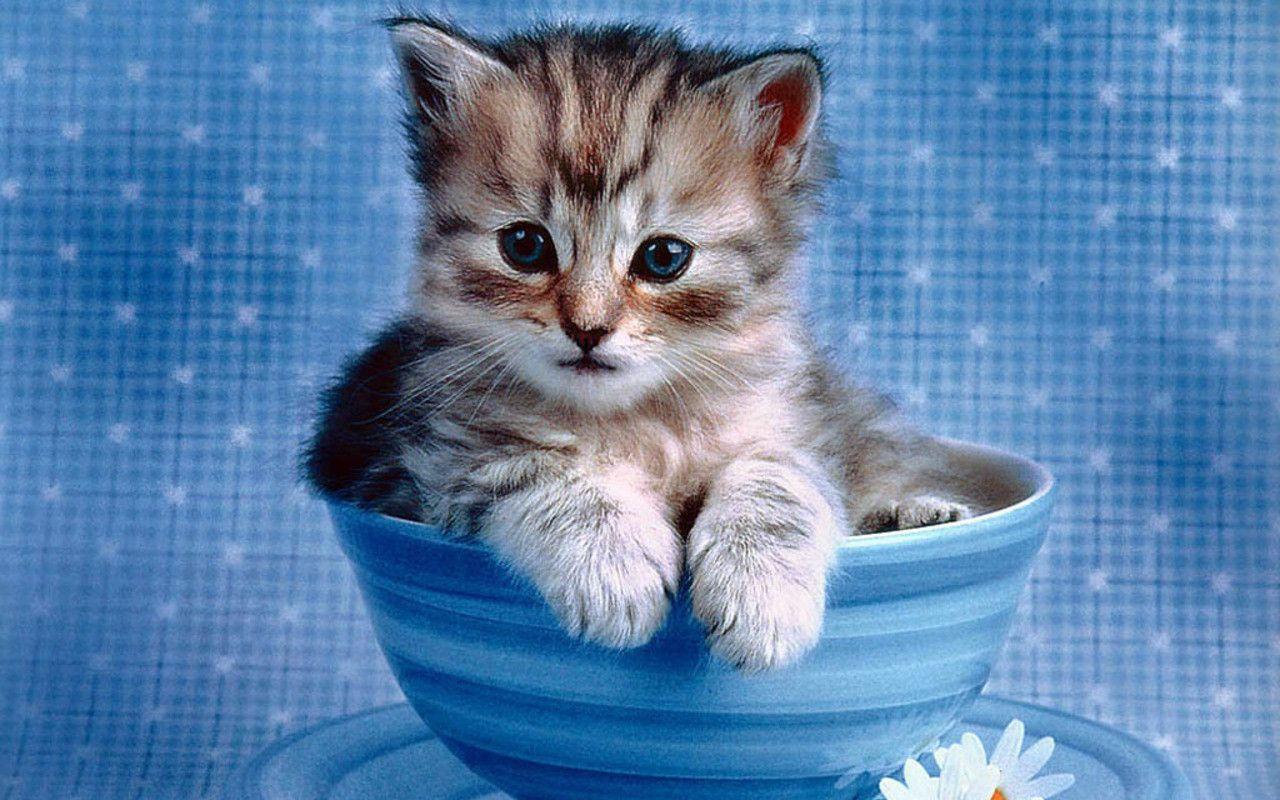 Gattino in tazza blu, 1280x800 720p, PC