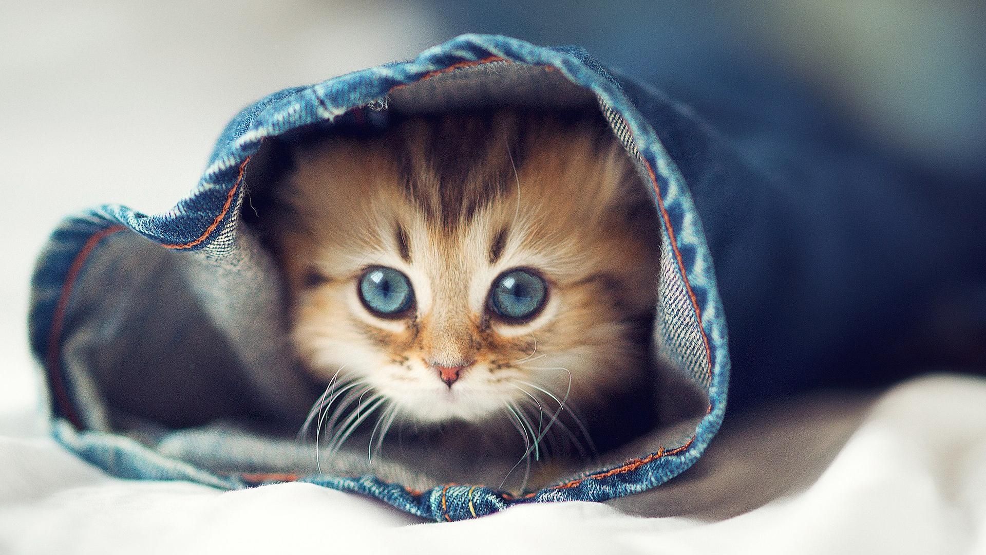 Gattino occhi azzurri in jeans, 1920x1080 Full HD, Desktop