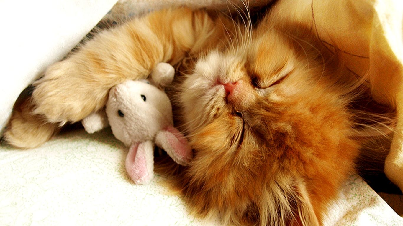 Gattino arancione dorme peluche, 1366x768 720p, Laptop