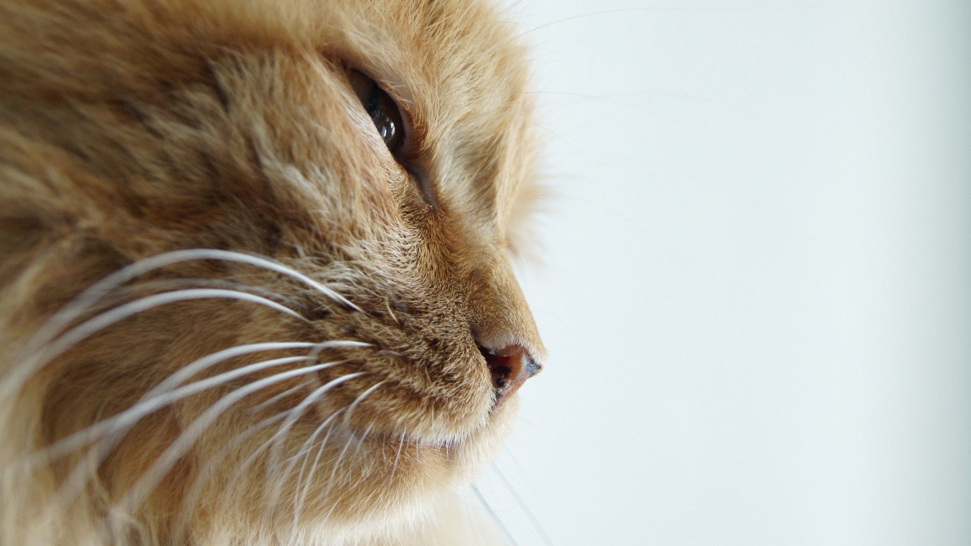 Gattino zenzero primo piano, 1920x1080 Full HD 1080p, PC Desktop