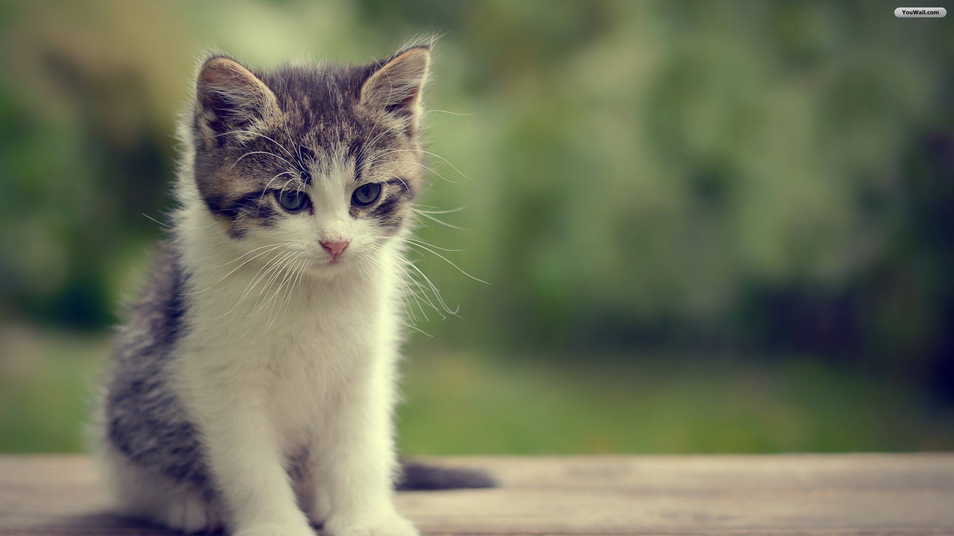 Gattino grigio e bianco, 1920x1080 Full HD, PC