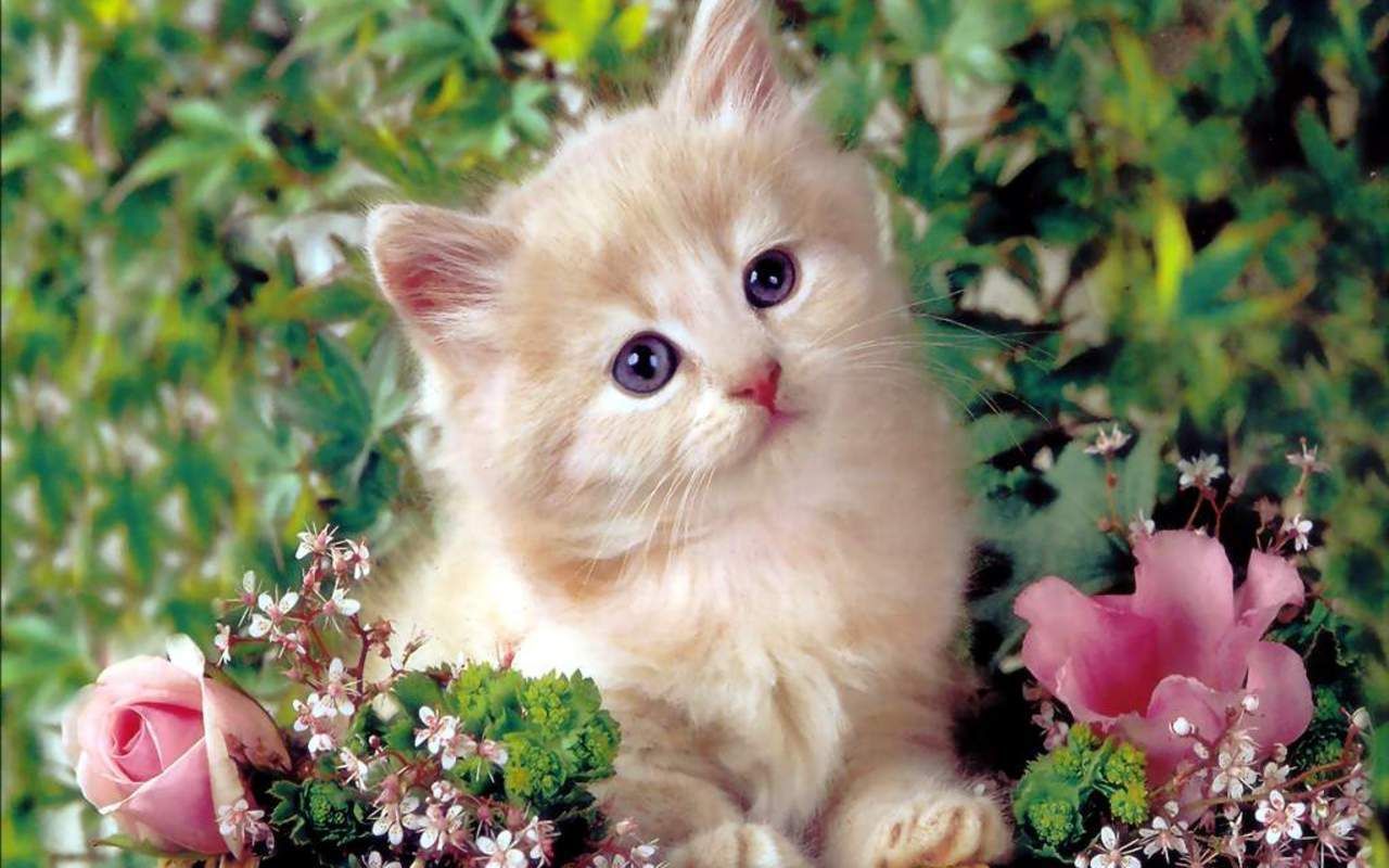 Gattino bianco tra fiori rosa, 1280x800 HD, Desktop