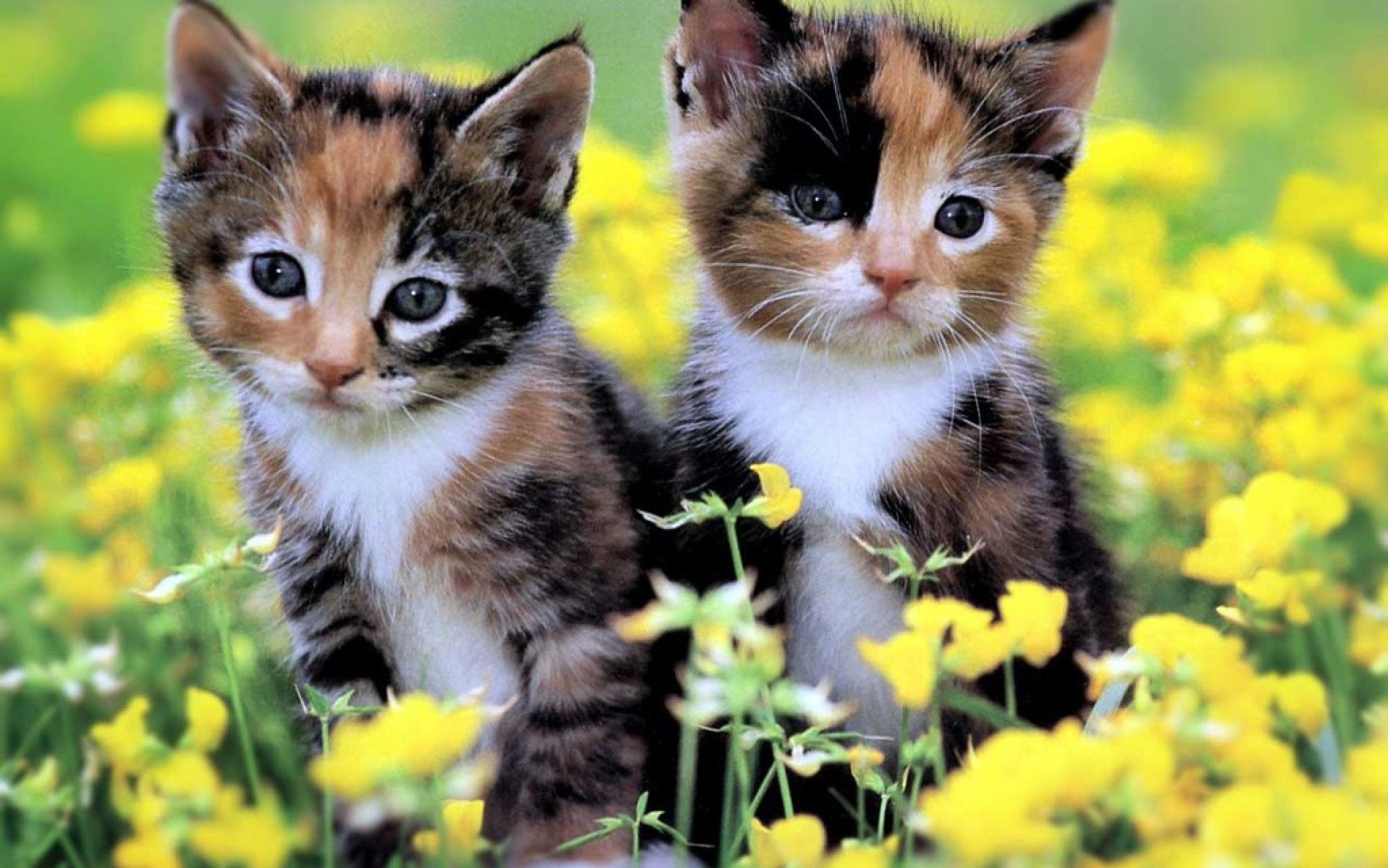 Due gattini tra fiori gialli, 2560x1600 WQXGA, PC