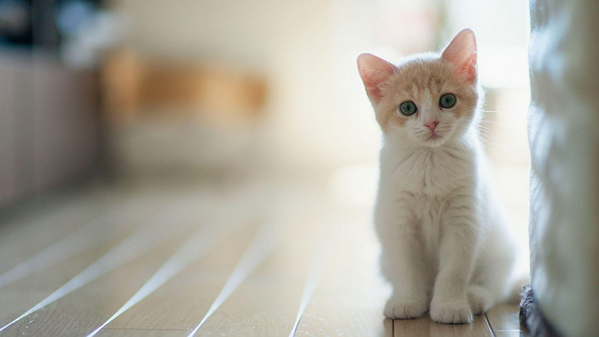 Gattino bianco su pavimento, 1920x1080 Full HD, Monitor Gaming