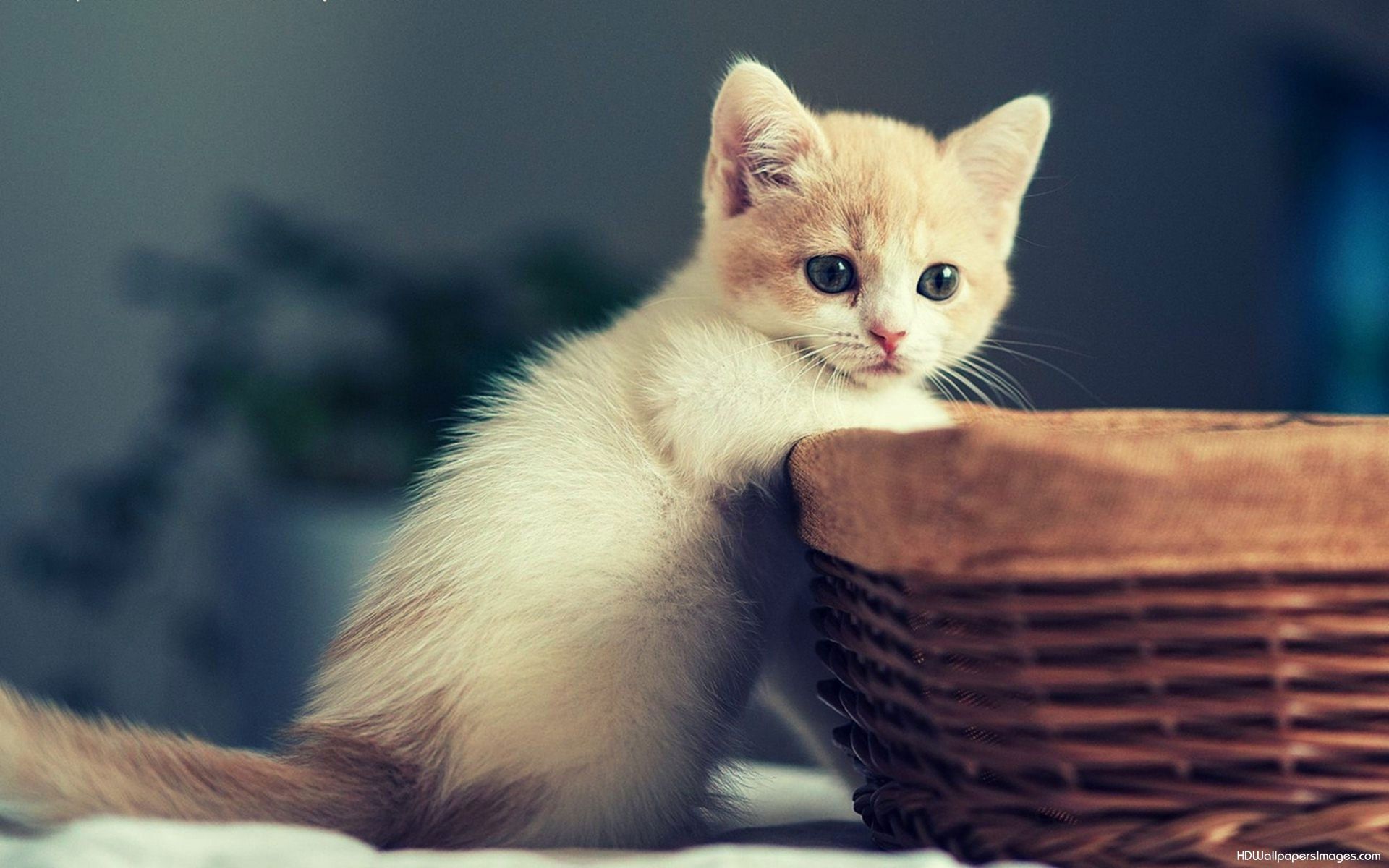 Gattino arancione accanto cesto, 1920x1200 Full HD+ WUXGA, Desktop