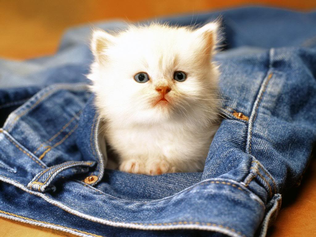 Gattino bianco in tasca jeans, 1024x768 HD, Monitor Gaming