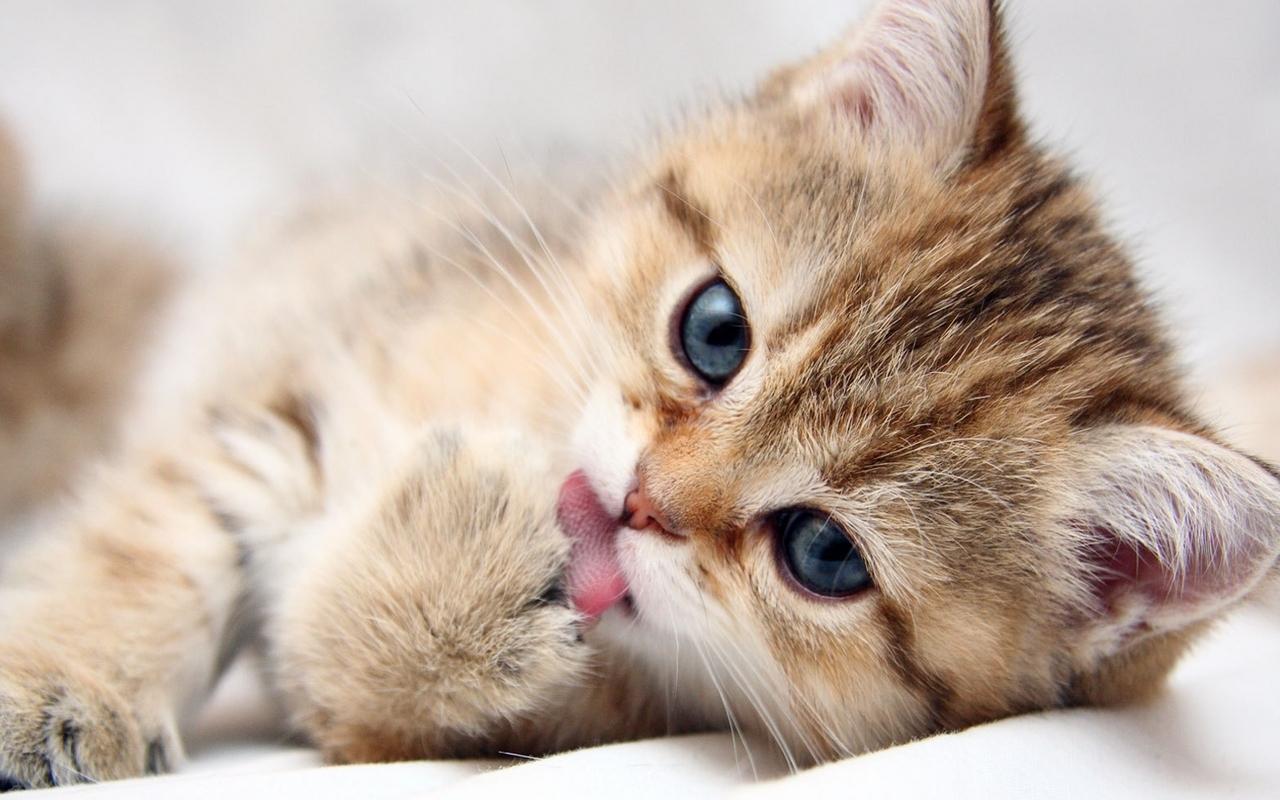 Gattino tabby che si lecca la zampa, 1280x800 720p, PC