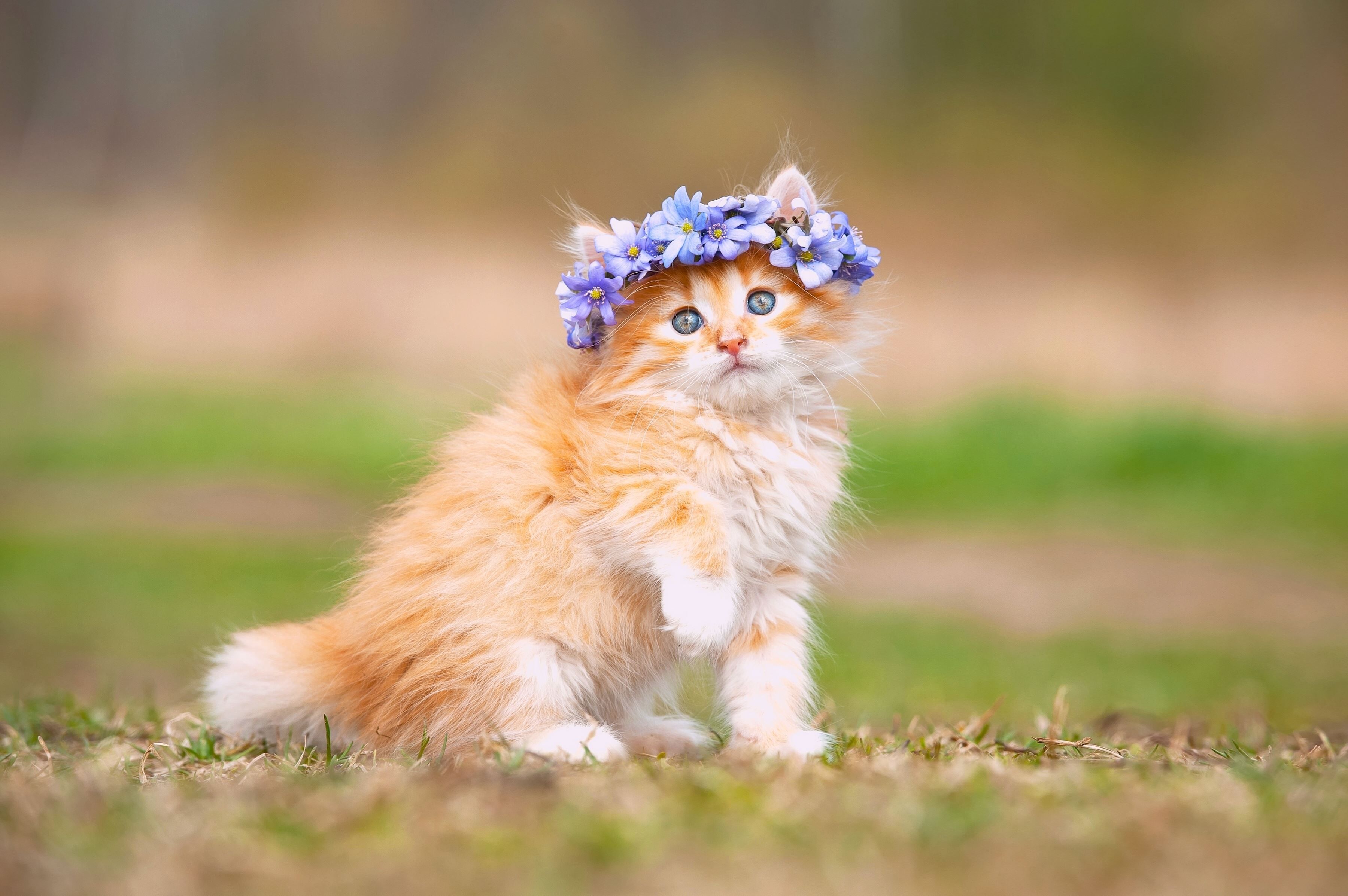 Gattino con corona di fiori, 3600x2395 WQXGA, Desktop