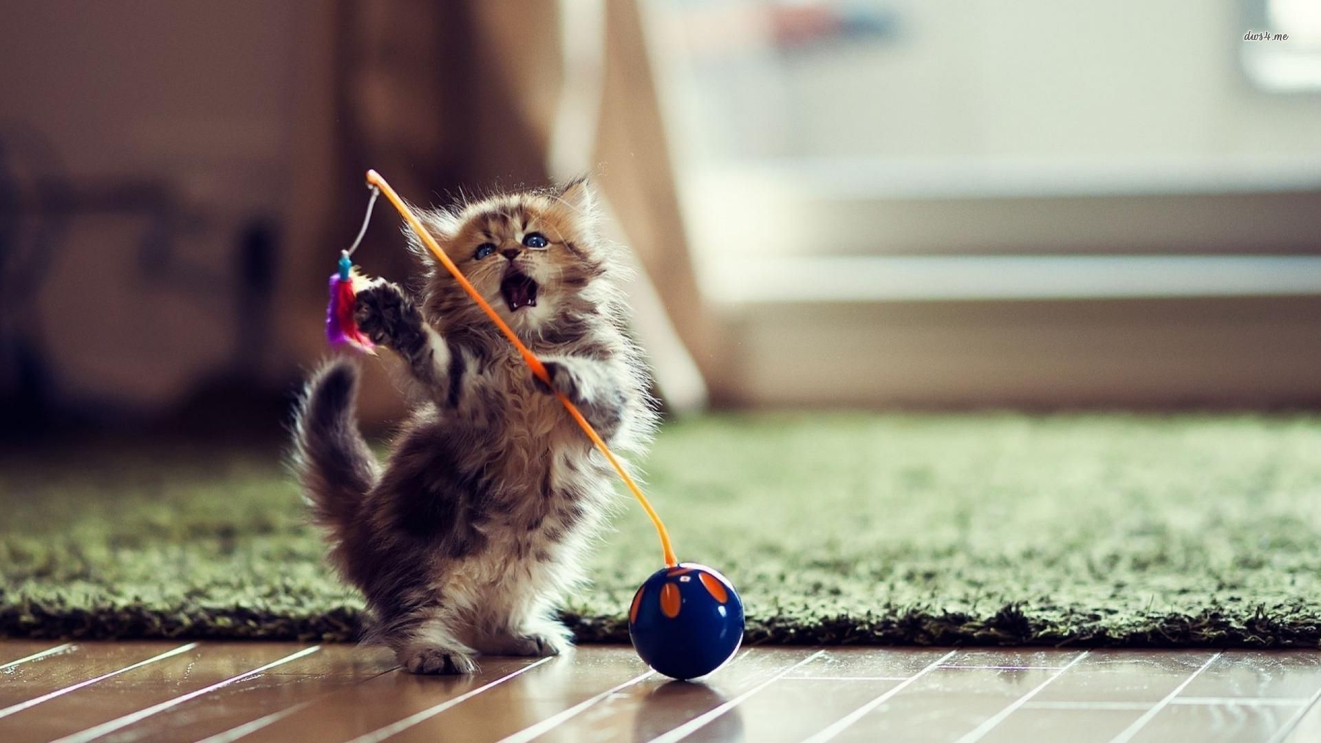 Gattino che gioca con giocattolo, 1920x1080 Full HD, PC