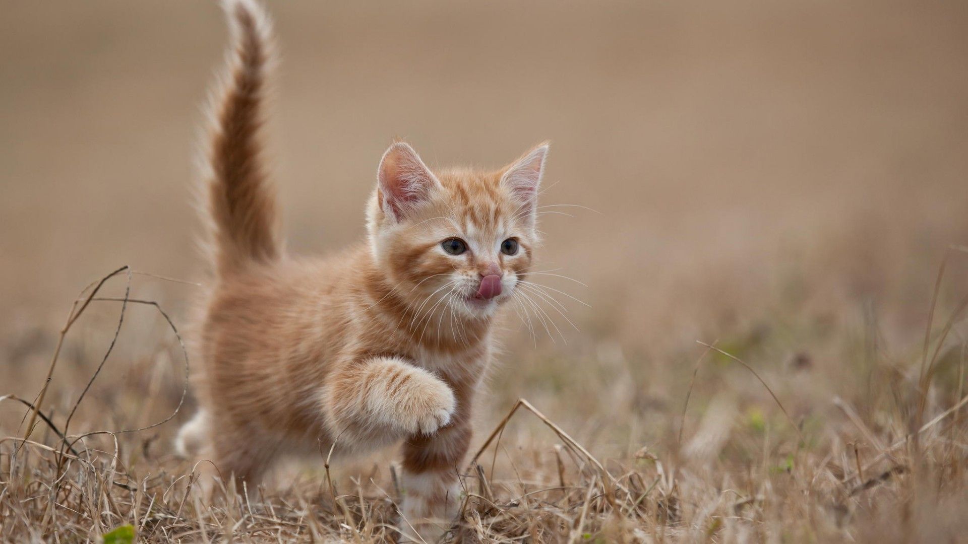 Gattino arancione in campo, 1920x1080 1080p, Desktop
