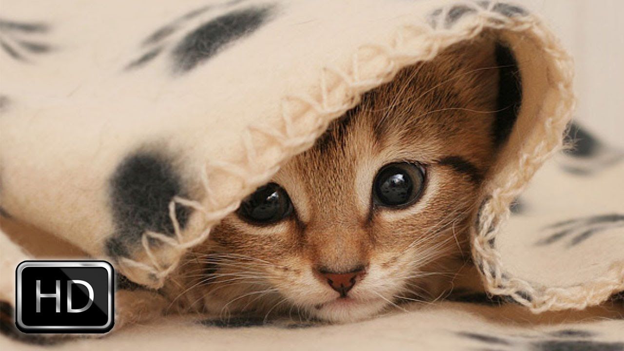 Gattino sotto coperta beige, 1280x720 HD, PC Desktop