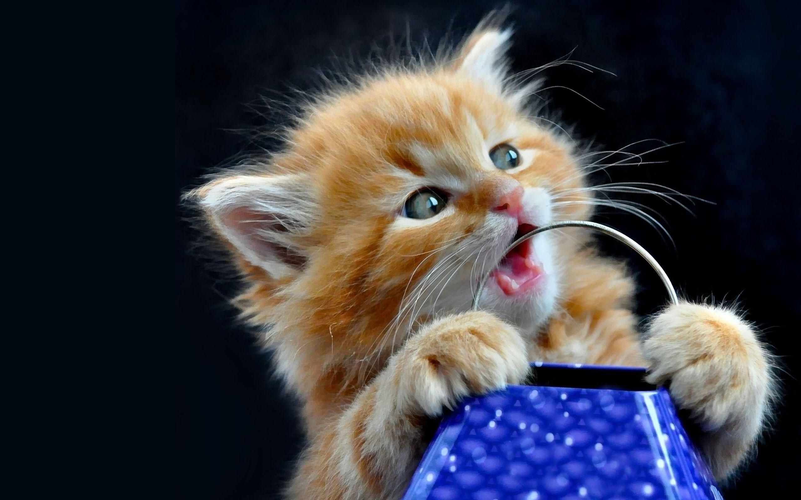 Gattino rosso con tazza blu, 2560x1600 2K+, PC