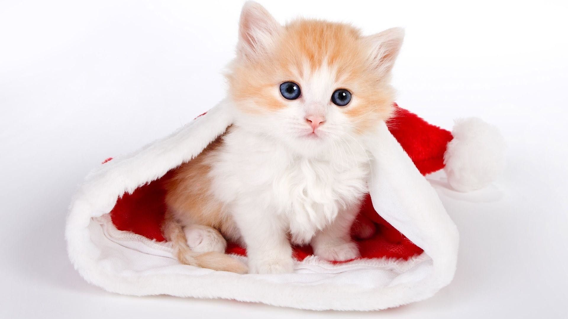 Gattino in cappello di Babbo Natale, 1920x1080 1080p, PC Desktop