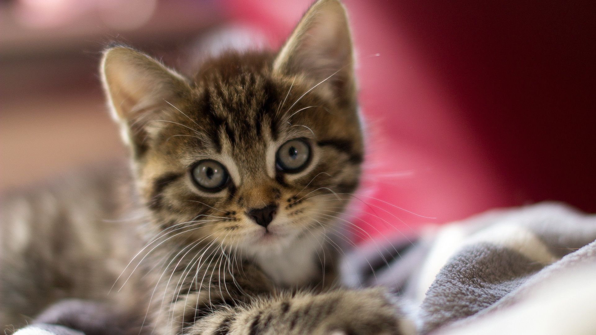 Gattino tabby su coperta, 1920x1080 Full HD 1080p, PC Desktop