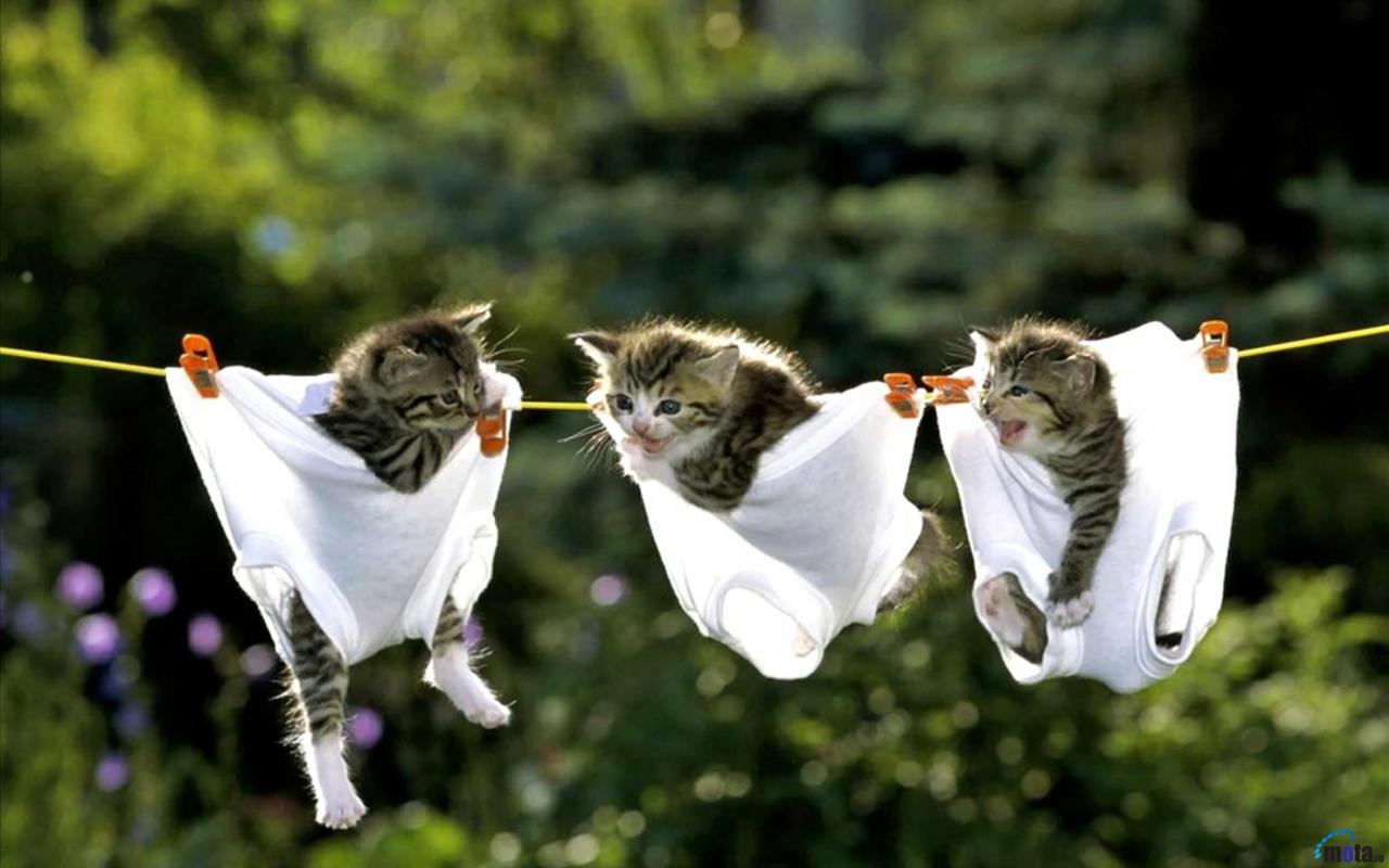 Gattini appesi su corda bucato, 1280x800 HD, Desktop