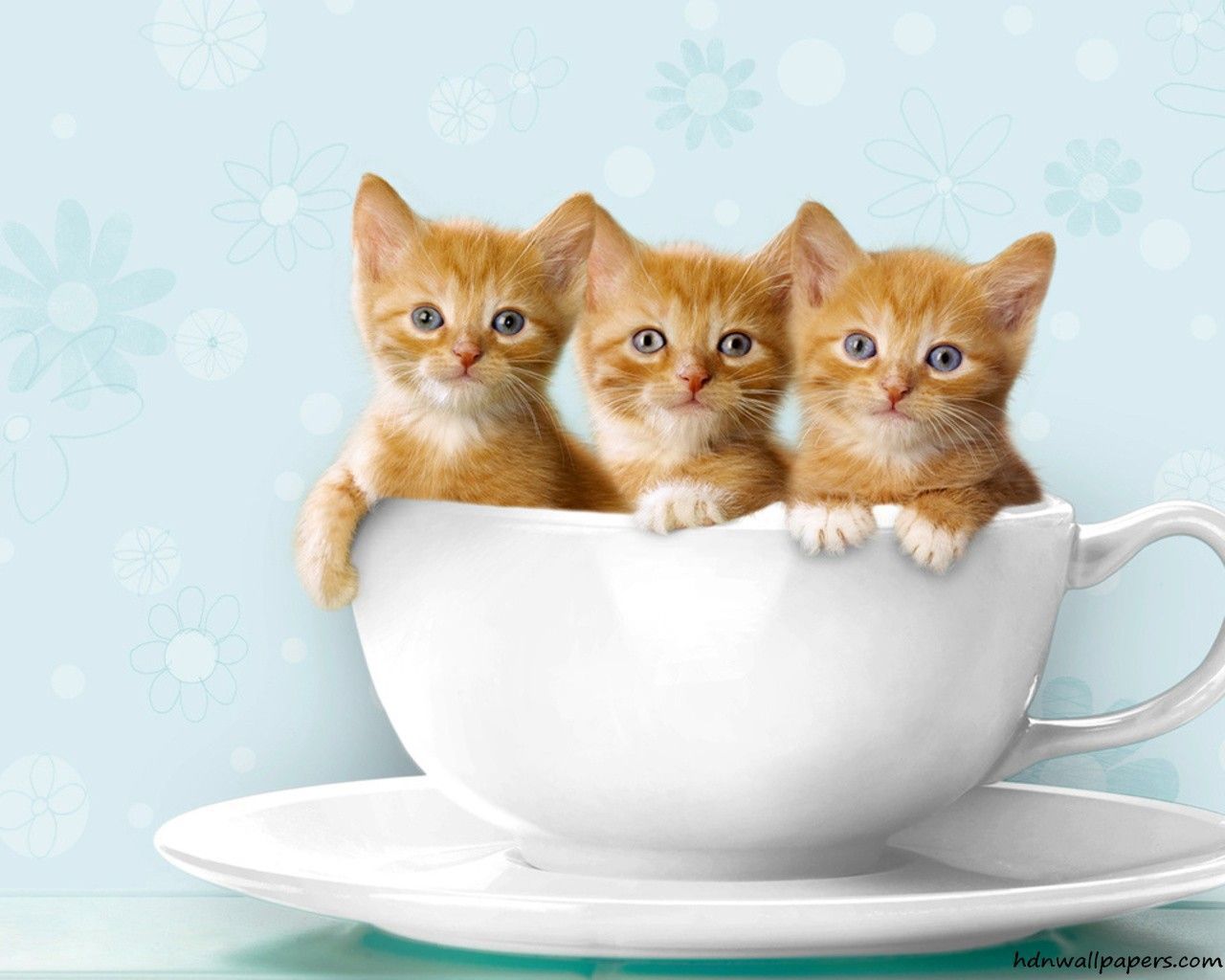Tre gattini arancioni in tazza, 1280x1024 HD, PC Desktop