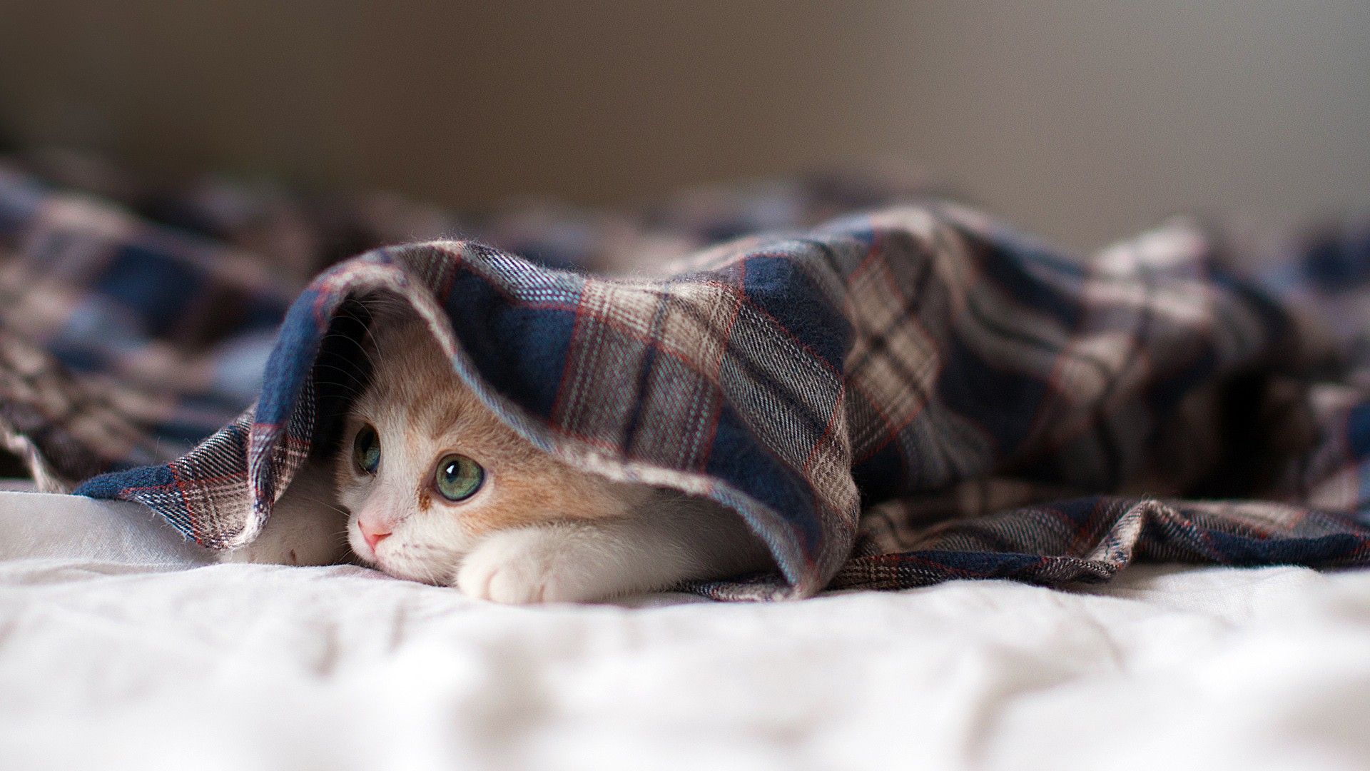 Gattino sotto coperta a quadri, 1920x1080 1080p, PC