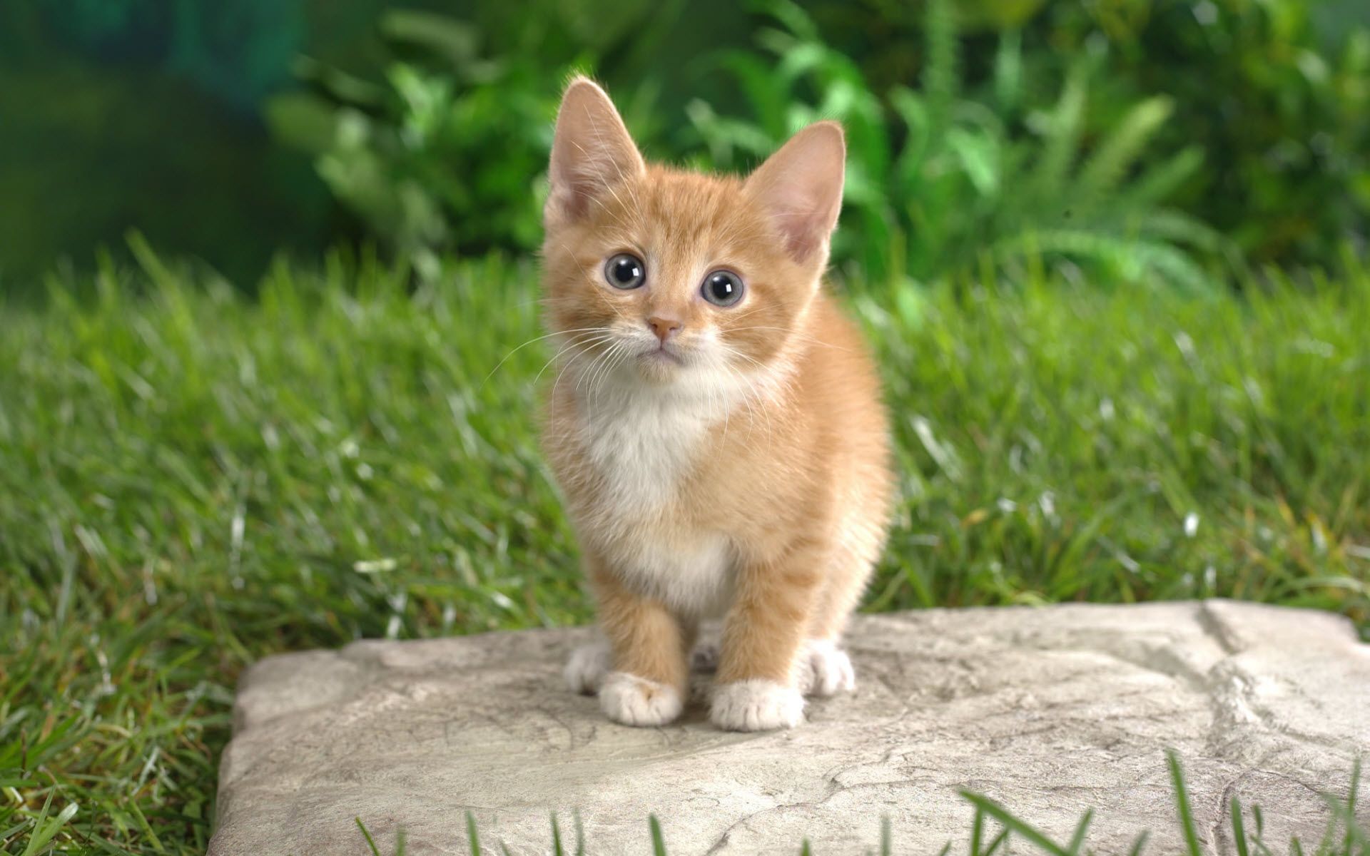 Gattino arancione su pietra, 1920x1200 Full HD+ WUXGA, Desktop