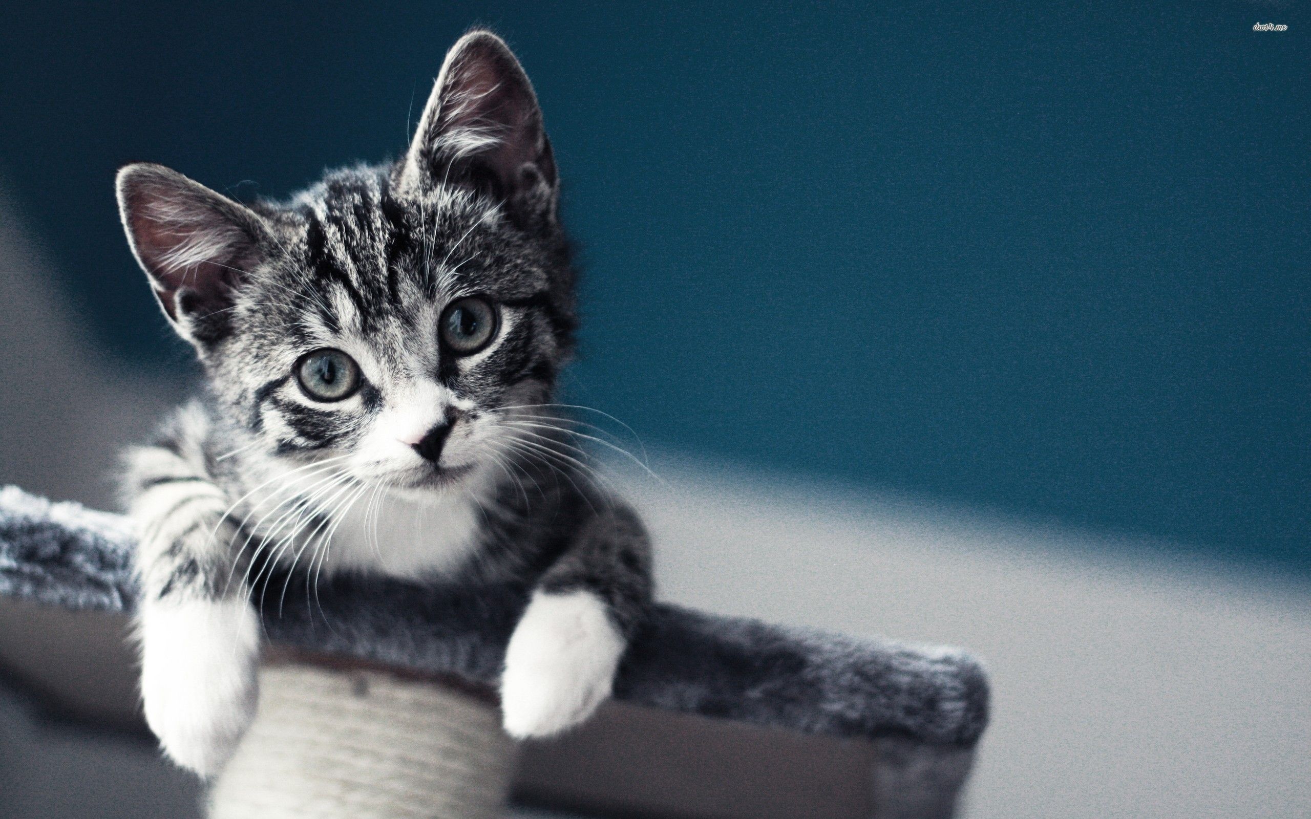 Gattino tabby su tiragraffi, 2560x1600 WQXGA, Monitor Gaming