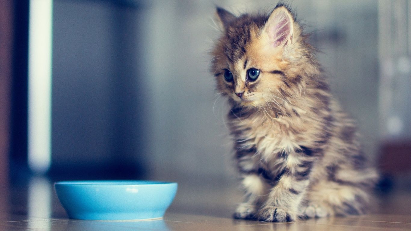Gattino tabby con ciotola blu, 1366x768 HD, PC Desktop