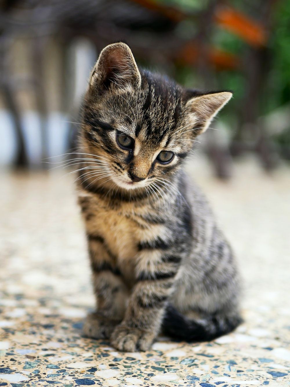 Gattino tabby seduto pavimento, 1000x1333 Full HD Verticale, Smartphone