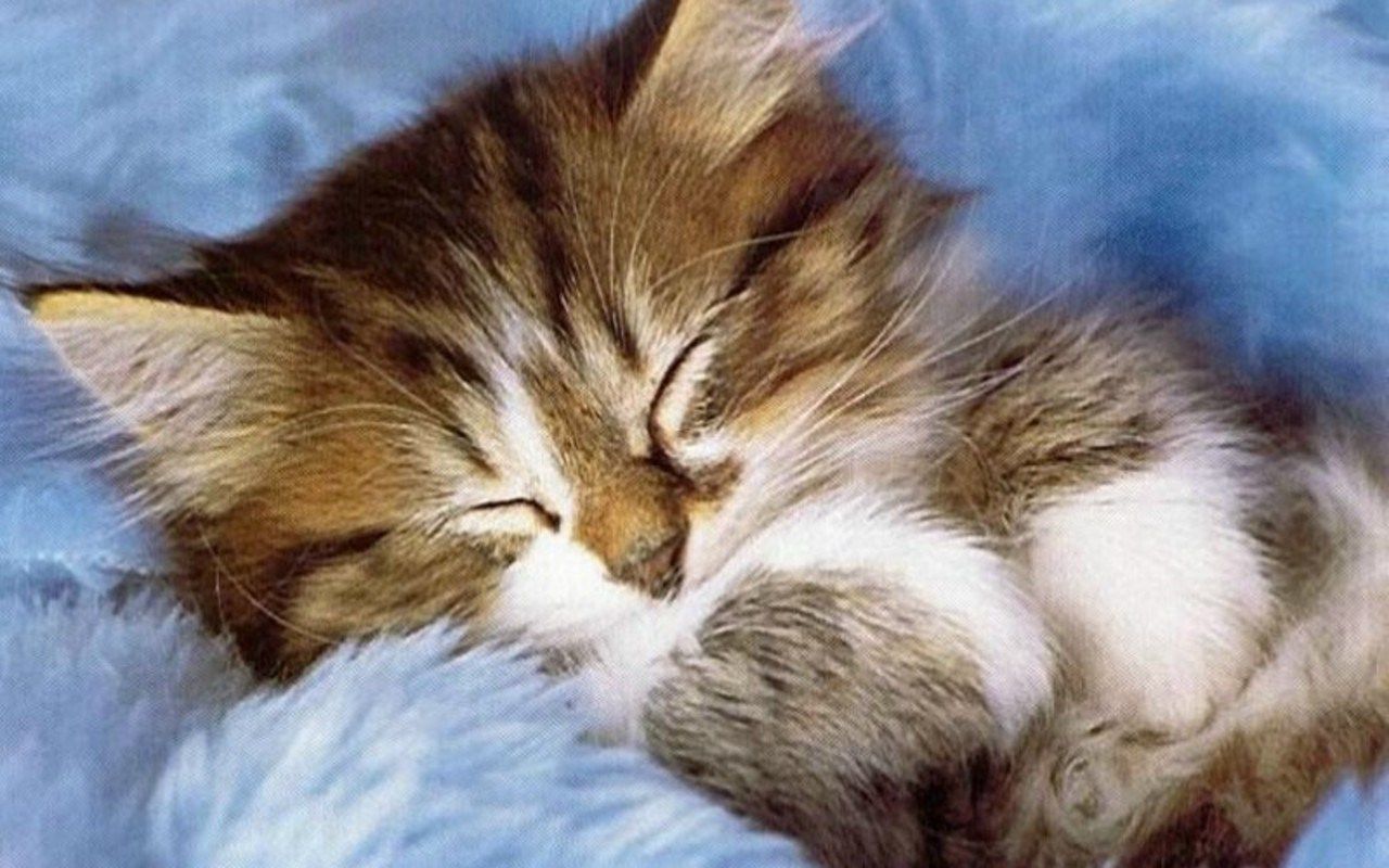 Gattino addormentato su coperta blu, 1280x800 HD, PC Desktop