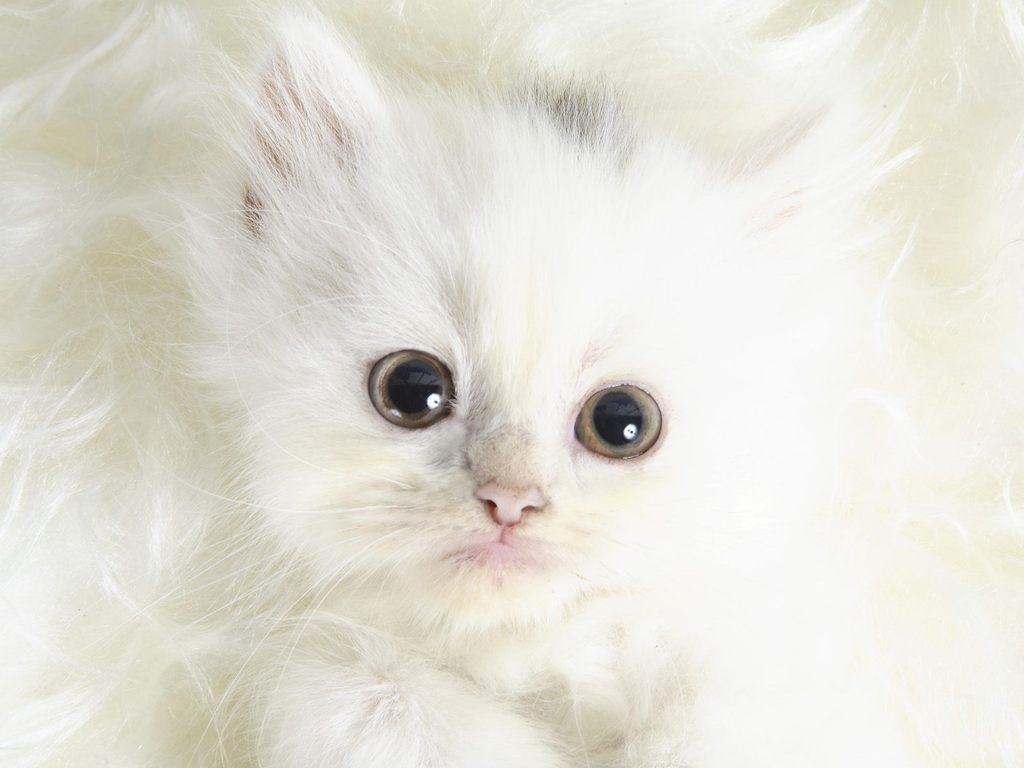 Gattino persiano bianco cucciolo, 1024x768 HD, Monitor Gaming