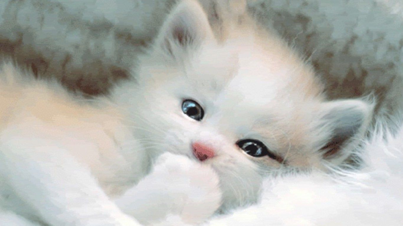 Gattino bianco soffice sdraiato, 1366x768 720p, PC