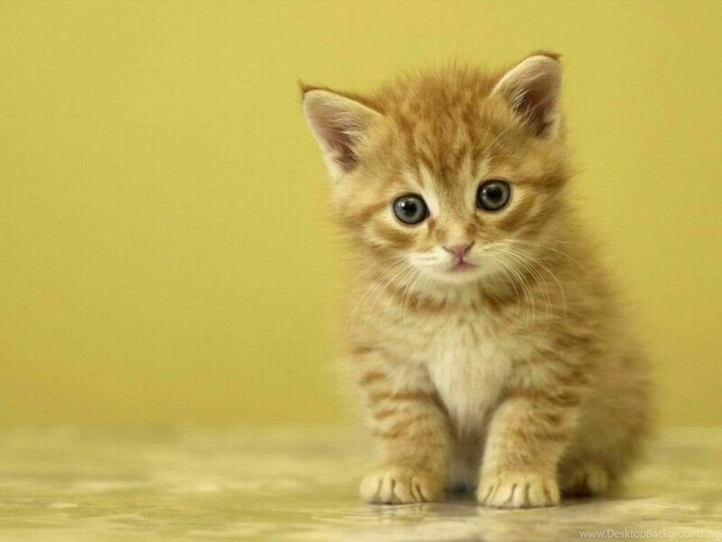 Gattino arancione su sfondo giallo, 1024x768 HD, Desktop