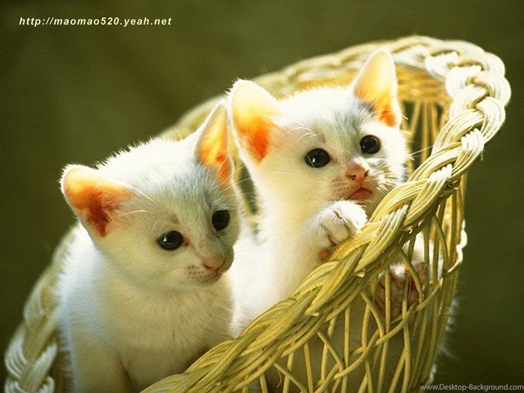Due gattini bianchi in cesto, 1024x768 HD, PC