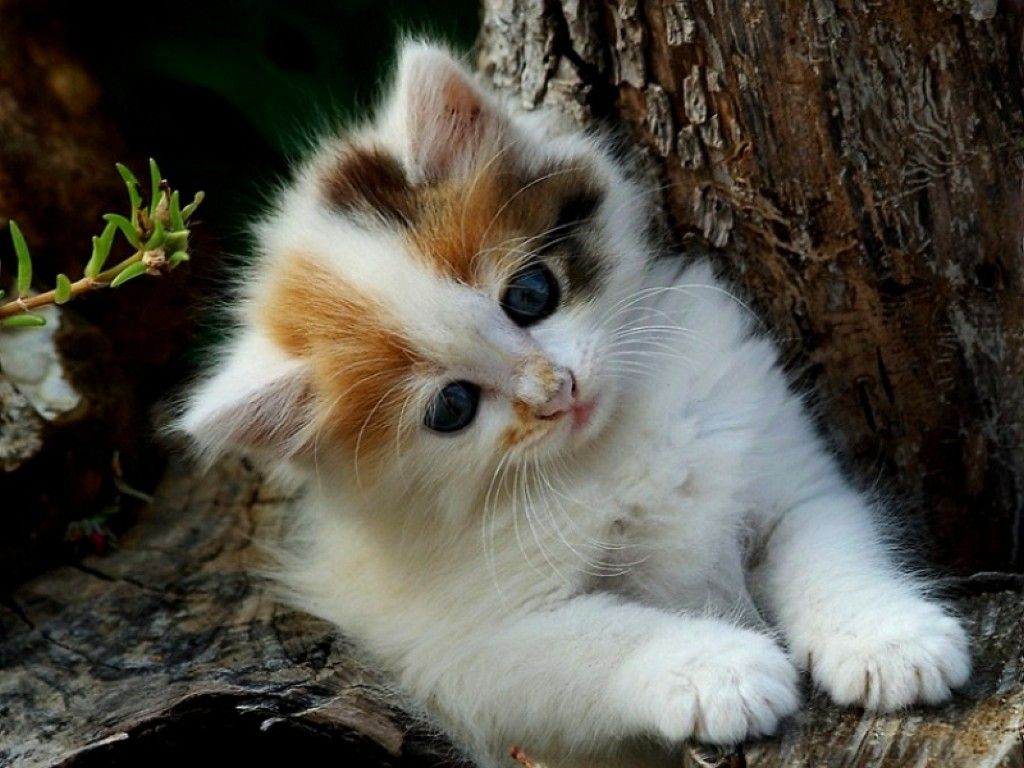 Gattino calico vicino albero, 1024x768 HD, Desktop