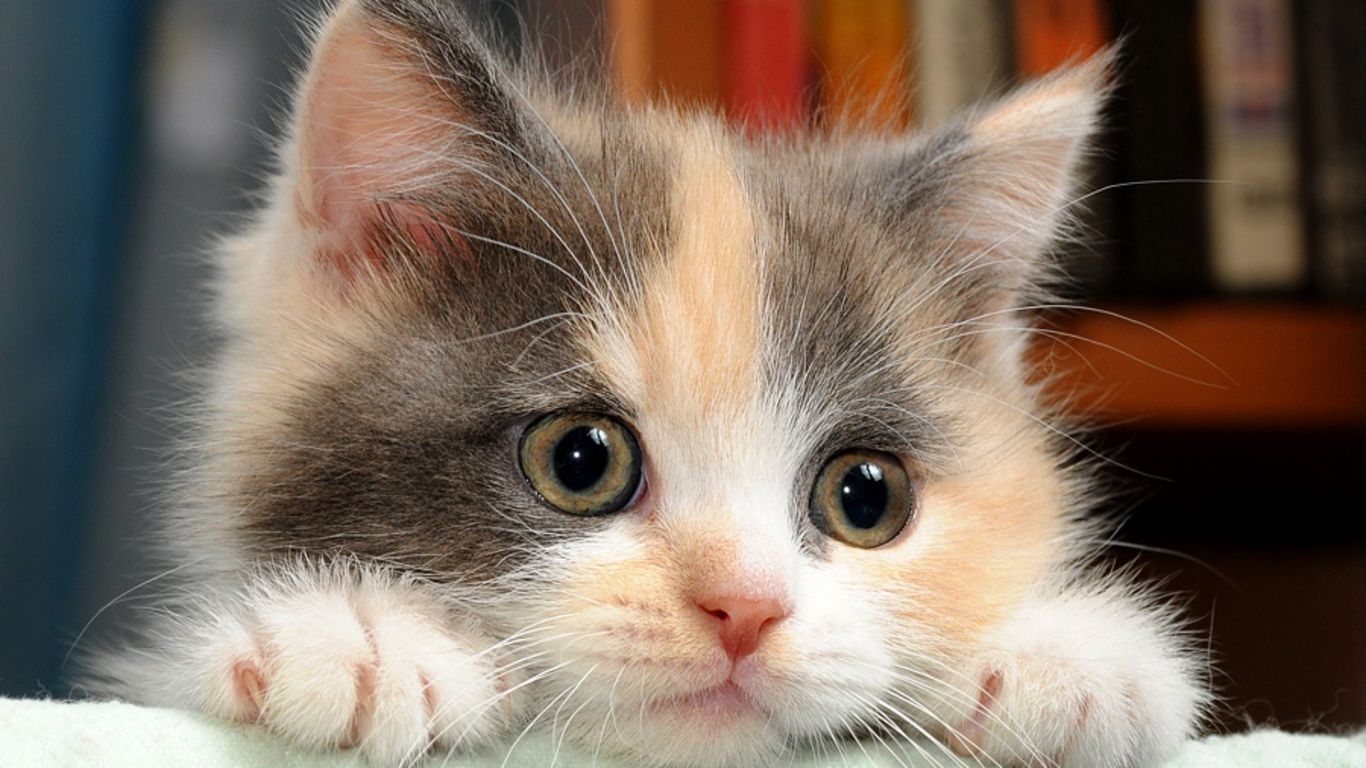 Gattino cartoon seduto grigio, 1920x1080 Full HD 1080p, Monitor Gaming